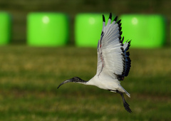Threskiornis aethiopicus
