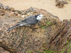 Motacilla alba yarrellii