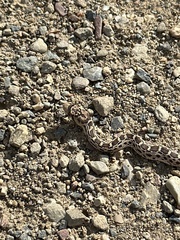 Pituophis catenifer catenifer