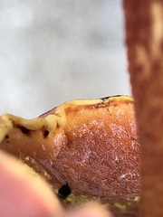 Exsudoporus floridanus