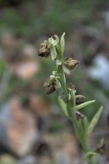 Ophrys