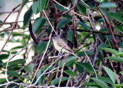 Camptostoma obsoletum