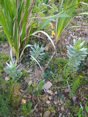 Leucadendron argenteum