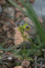 Ophrys