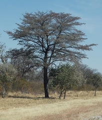 Combretum