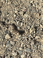 Pituophis catenifer catenifer