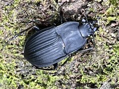 Dicaelus dilatatus