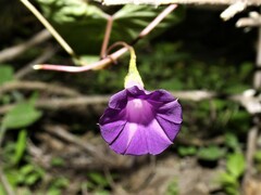 Ipomoea dumetorum