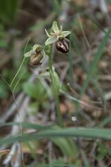 Ophrys
