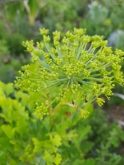 Notobubon galbanum