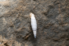 Albinaria brevicollis