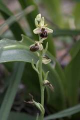 Ophrys