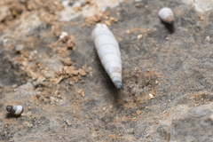 Albinaria brevicollis