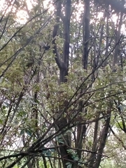 Rhipidura fuliginosa placabilis