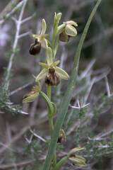 Ophrys