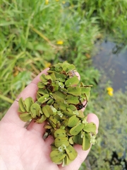 Salvinia natans