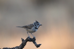 Lophophanes cristatus