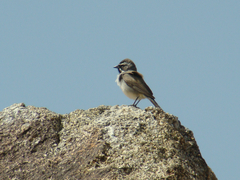 Amphispiza bilineata