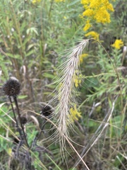 Elymus canadensis