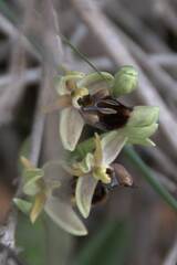 Ophrys