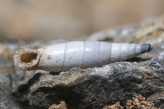 Albinaria brevicollis