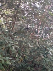 Rhipidura fuliginosa placabilis