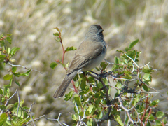 Amphispiza bilineata