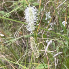 Sanguisorba canadensis
