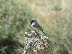 Amphispiza bilineata
