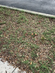 Exsudoporus floridanus