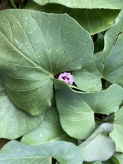 Ipomoea batatas
