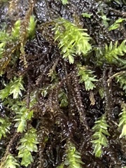 Aulacomnium palustre