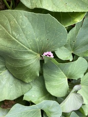 Ipomoea batatas