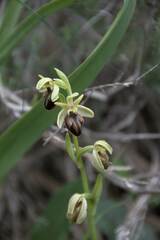 Ophrys