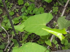 Ipomoea dumetorum