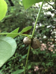 Dioscorea polystachya