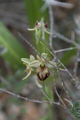 Ophrys