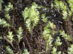 Aulacomnium palustre