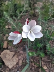 Hesperantha