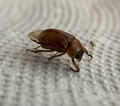 Cyclocephala