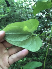 Dioscorea polystachya