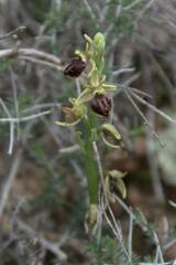Ophrys