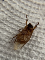 Cyclocephala