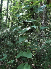Dioscorea polystachya