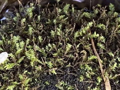 Aulacomnium palustre