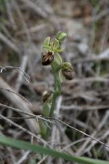 Ophrys