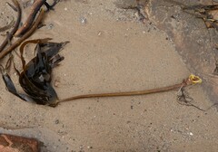 Laminaria hyperborea