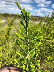 Passerina