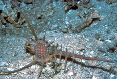 Murex tenuirostrum