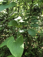 Dioscorea polystachya